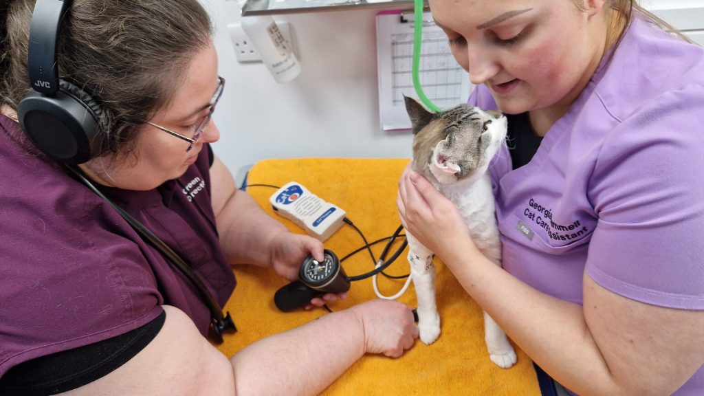 Extensive Nurse Clinic at Graylands Cat Clinic