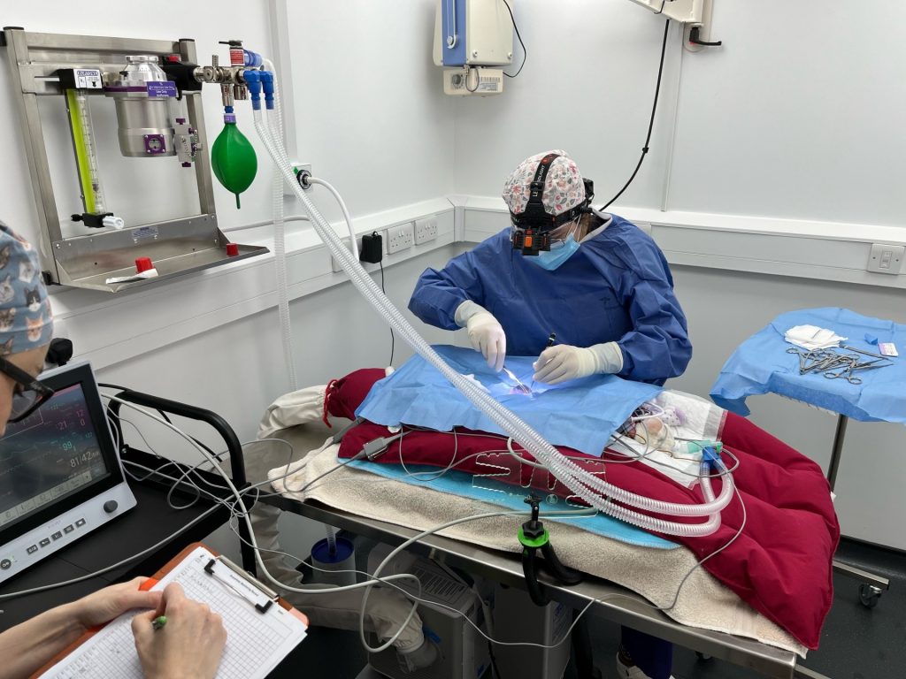 Treatment Options - Graylands Cat Clinic - Sussex