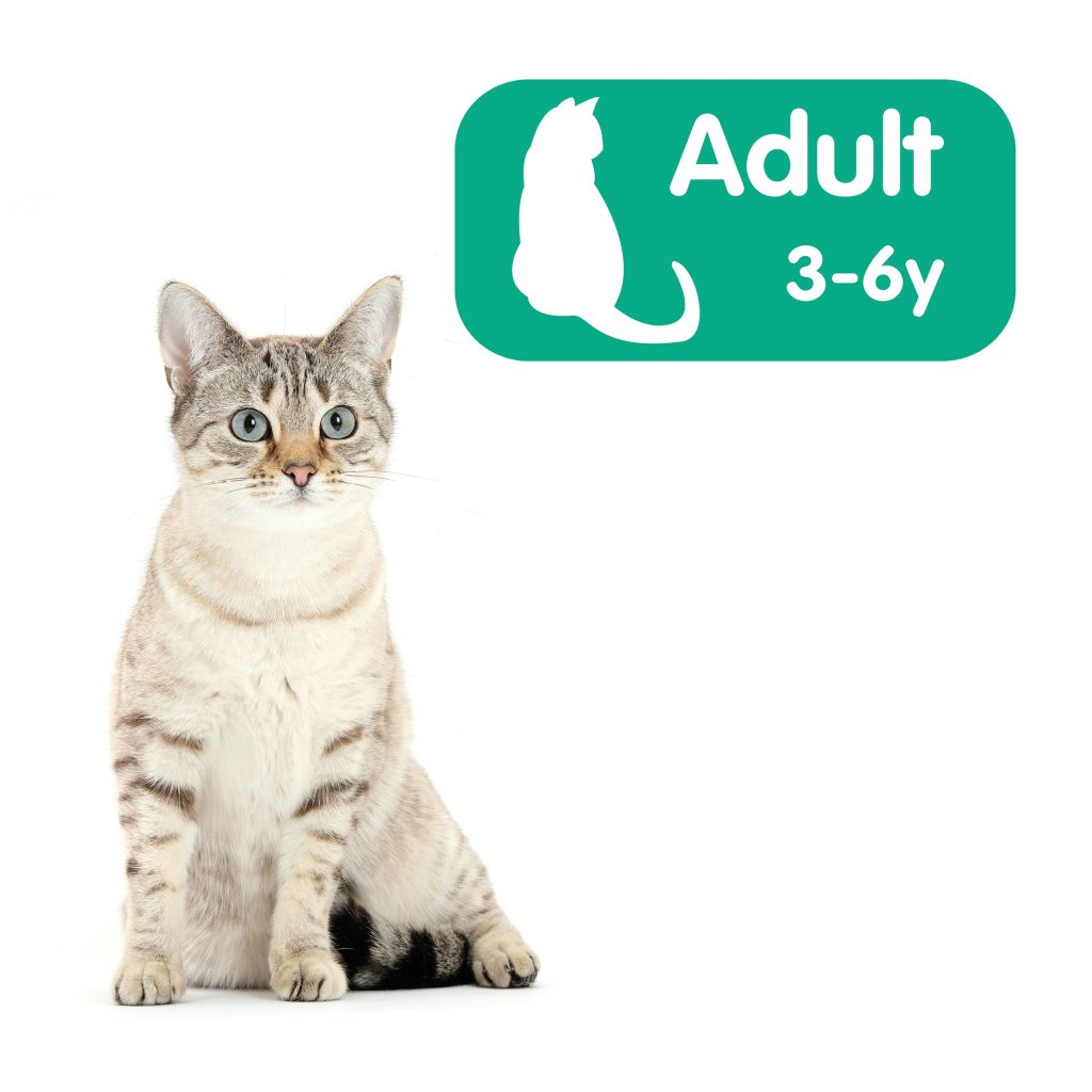 Adult Advice