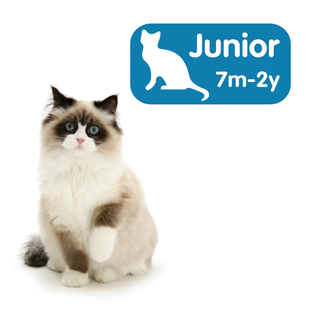 Junior Advice