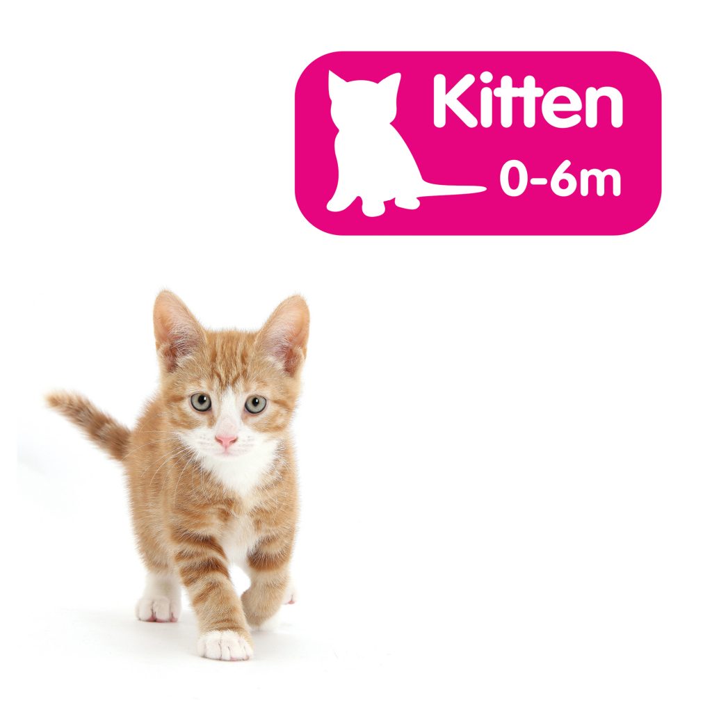Kitten Advice