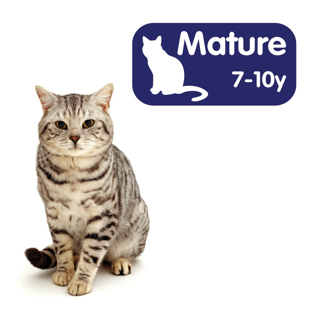 Mature Cat Advice