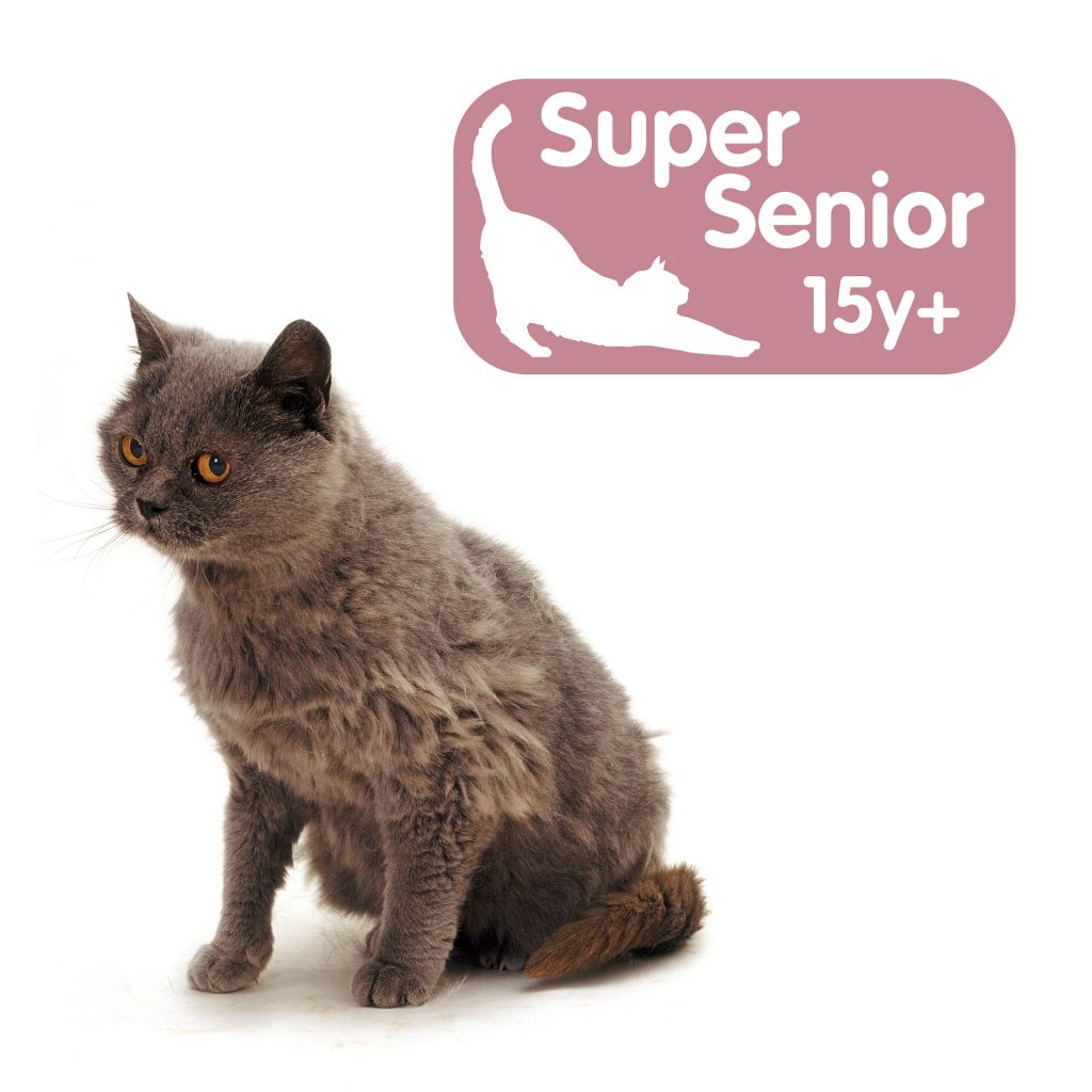 Super Senior Cat Advice