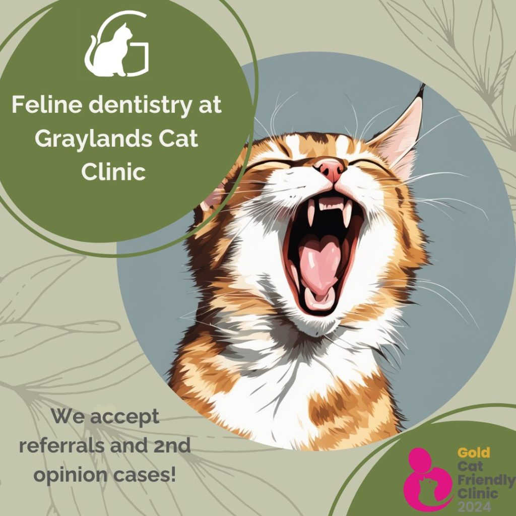 Feline Dentistry Referrals at Graylands Cat Clinic