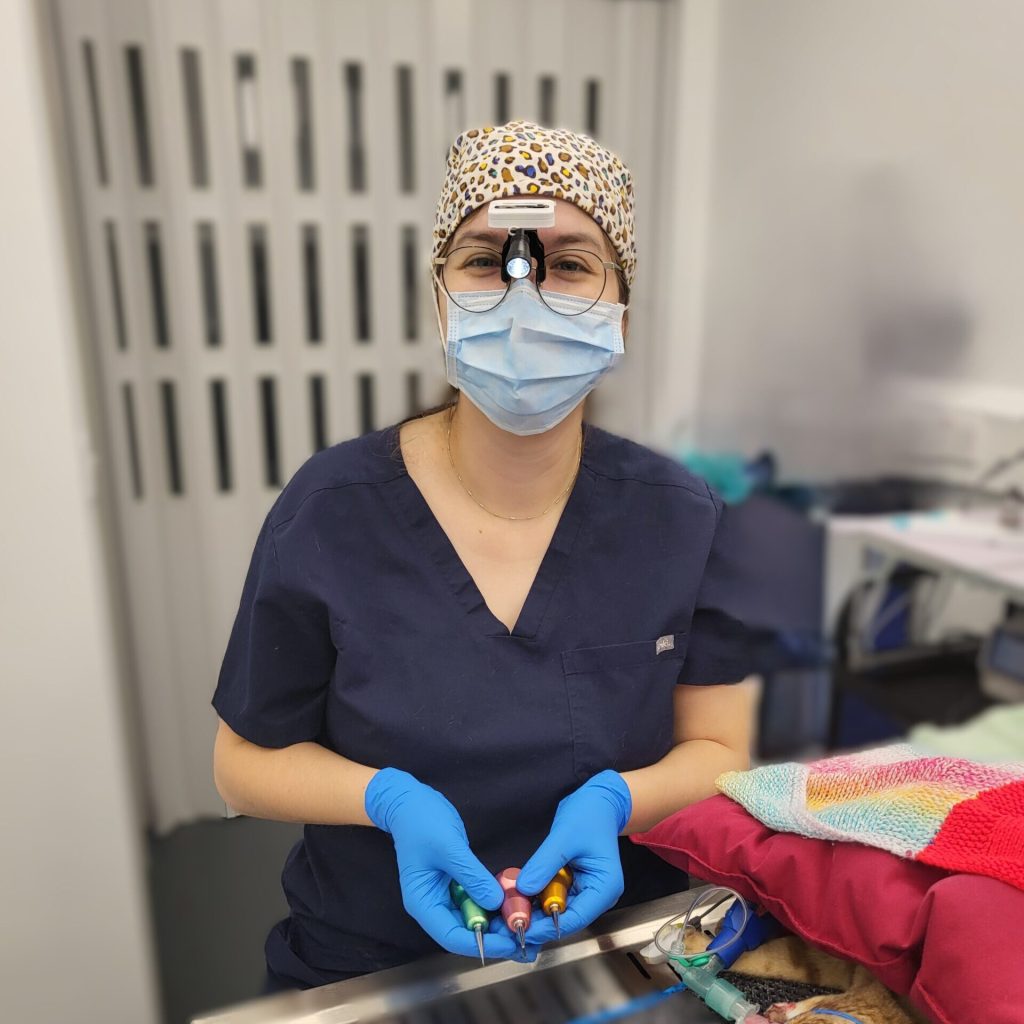 Cat dentistry at GCC