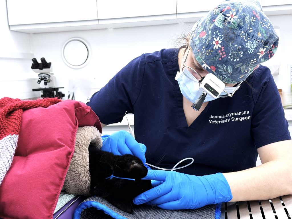Cat Dentistry