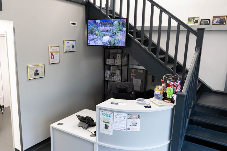 Graylands Cat Clinic -1