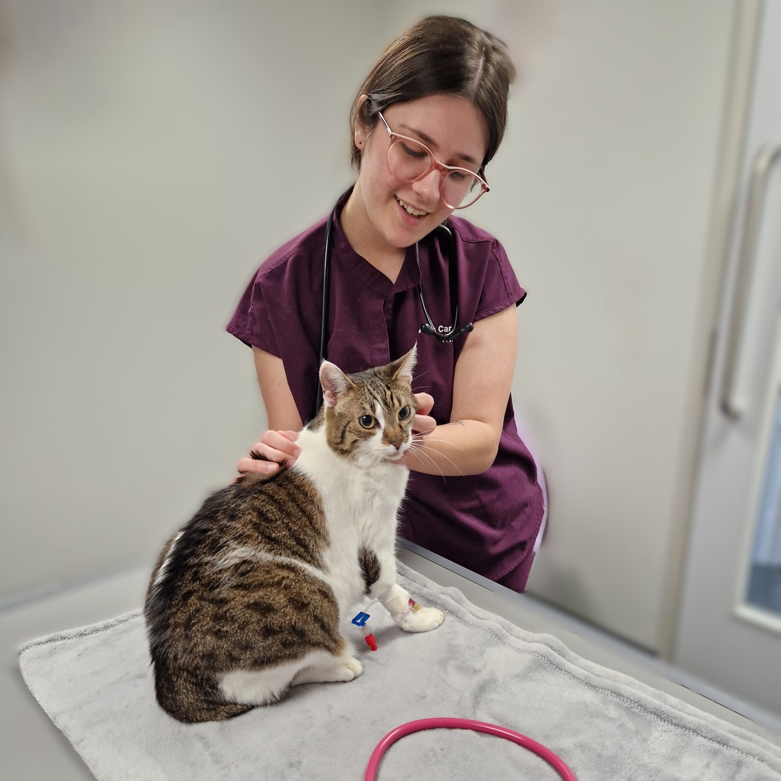 Graylands Cat Clinic -2